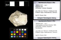 Foto (Objekt + Etiketten) von Cracensigillatus acutirostris (Moericke, 1889) 